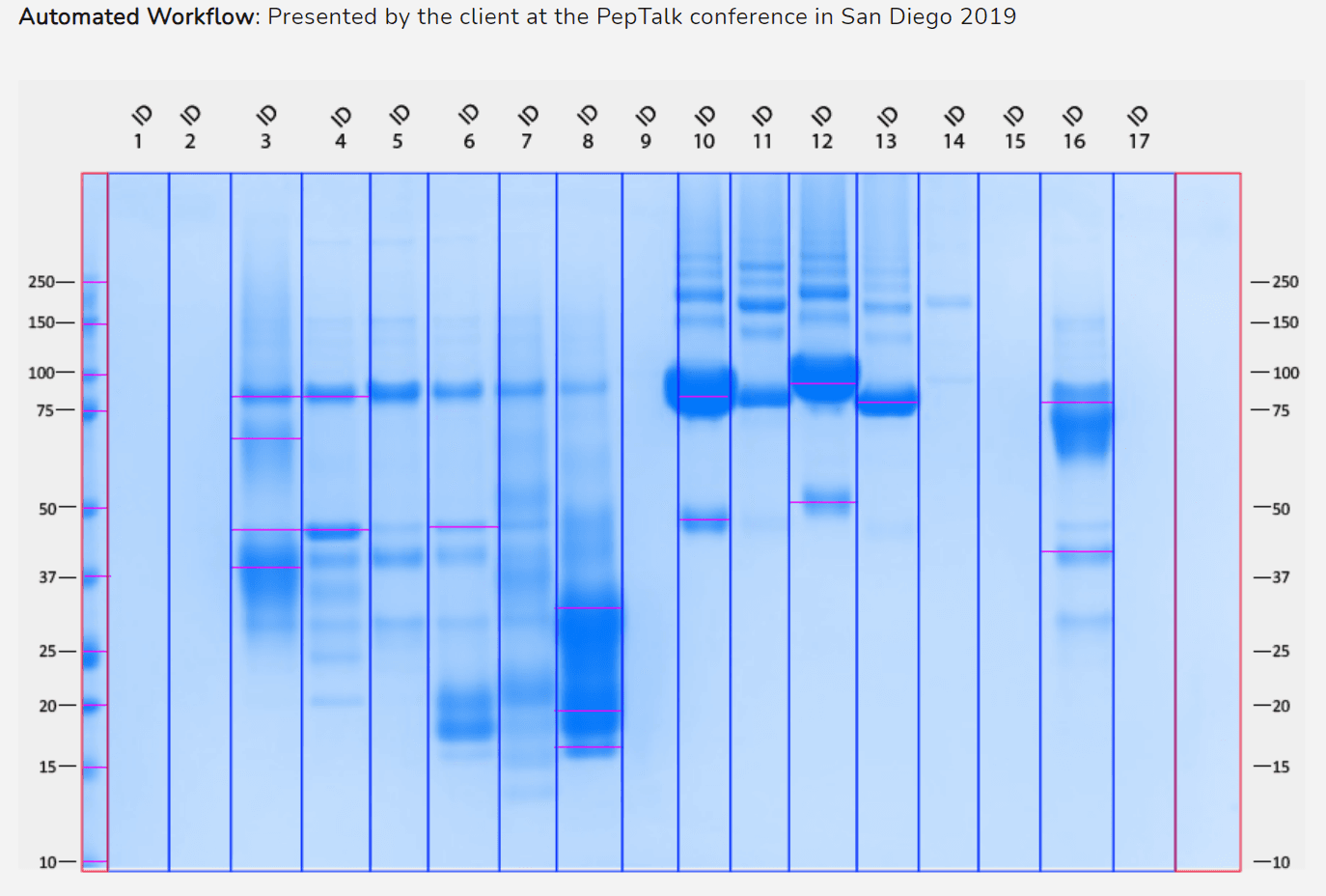 automated 1D SDS PAGE Analysis
