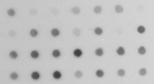 Dot Blot Analysis Guide