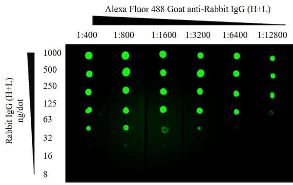 Dot Blot example image